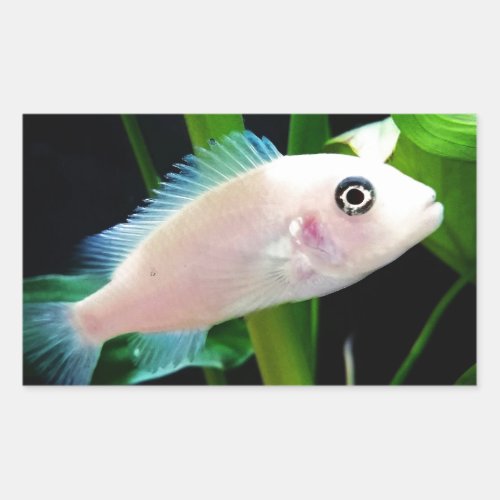 White African Cichlid Fish Rectangular Sticker