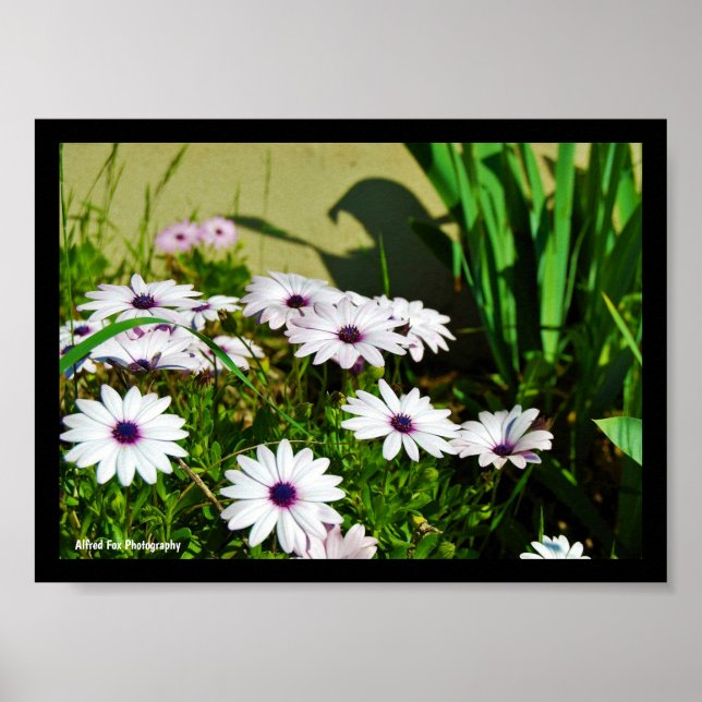 White African Daisies Poster (Front)