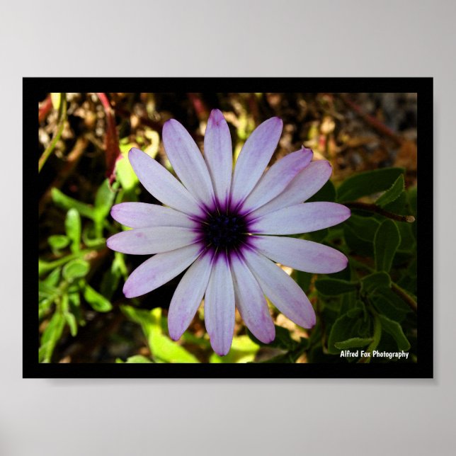 White African Daisy Flower Poster (Front)