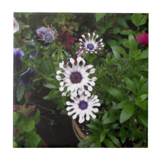 White African Daisy Tile