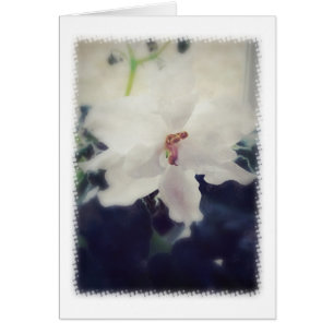 White African Violet Flower Cards