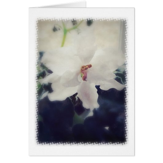 White African Violet Flower Cards (Front)