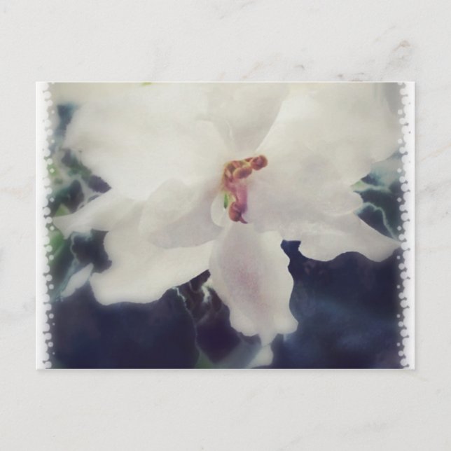 White African Violet Flower Postcard (Front)