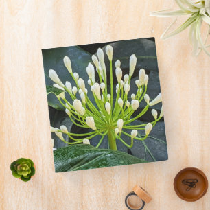White Agapanthus Buds Floral 3 Ring Binder