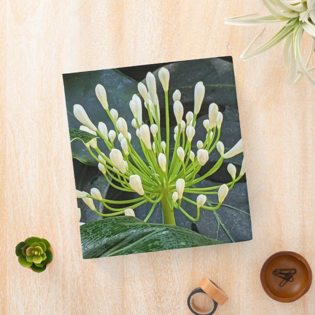White Agapanthus Buds Floral 3 Ring Binder (In Situ)