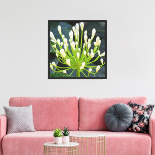 White Agapanthus Buds Floral Canvas Print