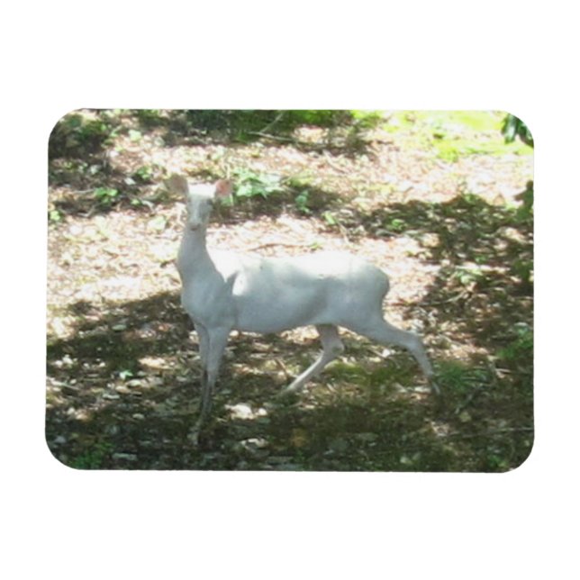 White/Albino Deer 3x4 Photo Magnet (Horizontal)