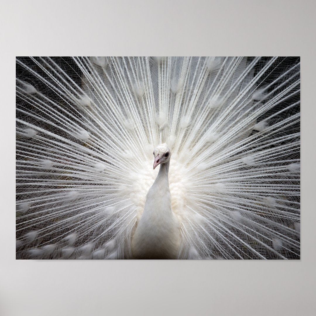 White Albino Peacock Stunning Wall Art Poster | Zazzle