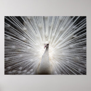 Home  White Peacock Album Design