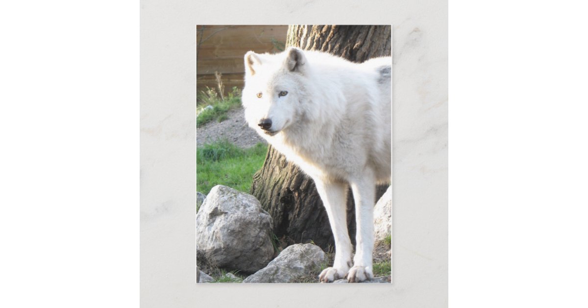 white wolf spirit