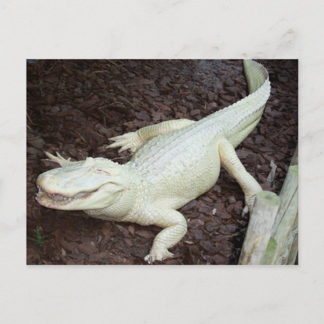 white alligator postcard (Front)