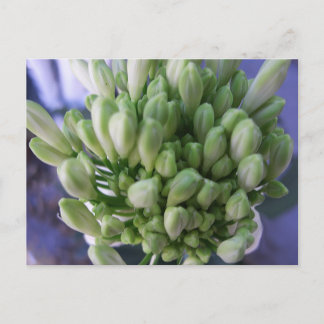 White Allium Buds Postcard