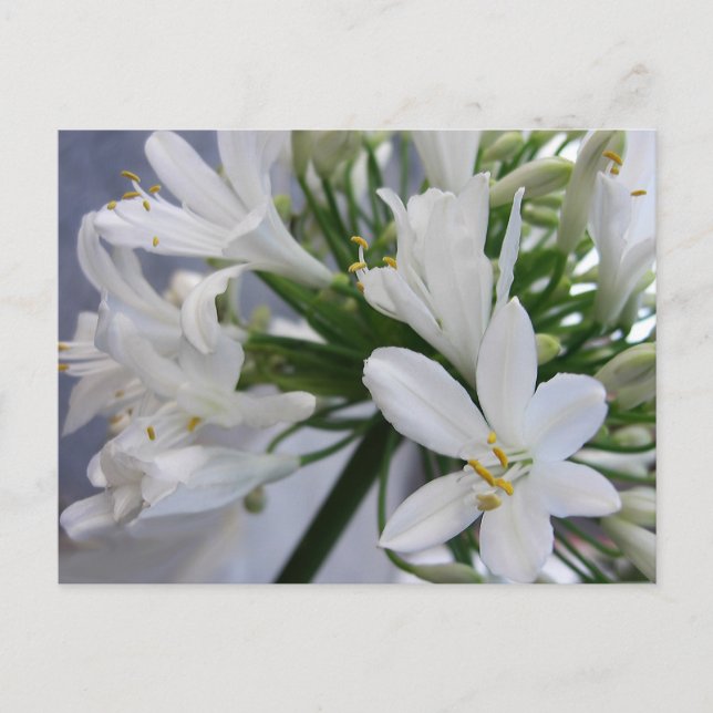 White Allium Flowers 1 Postcard (Front)