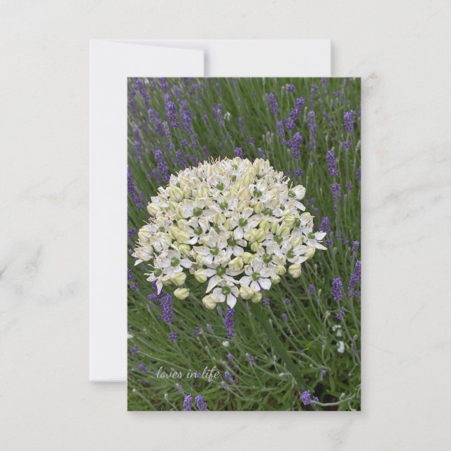 White Allium & Lavender Flowers Note Card (Front)