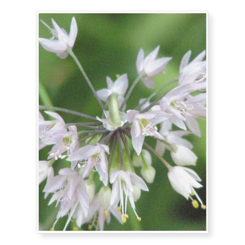 White Allium Temporary Tattoos
