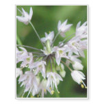 White Allium Temporary Tattoos
