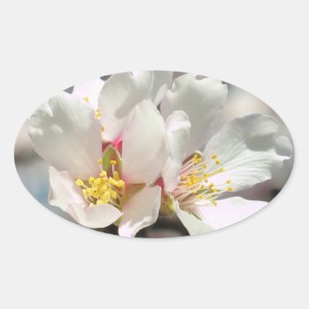 White Almond Blossoms Sticker by ggbythebay at Zazzle