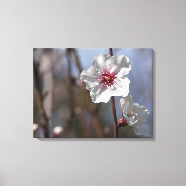 White Almond Flower - Natural Spring Light Elegant Canvas Print (Front)