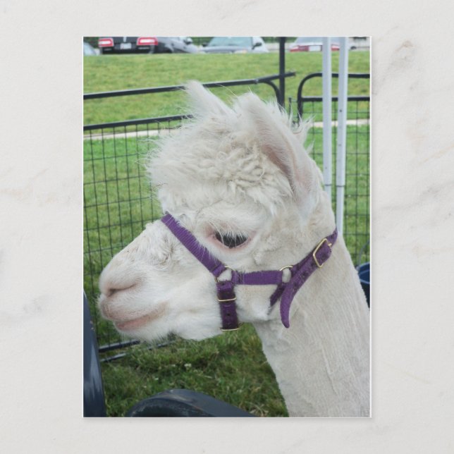 White Alpaca, 1 Postcard (Front)