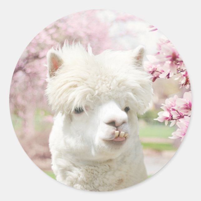White Alpaca Classic Round Sticker (Front)