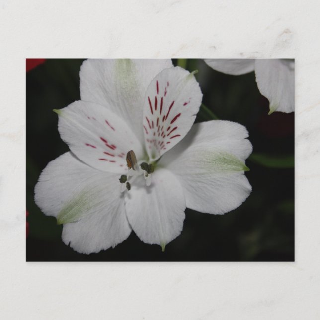 White Alstroemeria Post Card (Front)