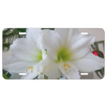 White Amaryllis and Christmas Tree License Plate