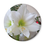 White Amaryllis and Christmas Tree Magnet