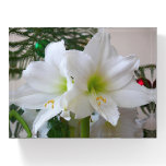 White Amaryllis and Christmas Tree Paperweight