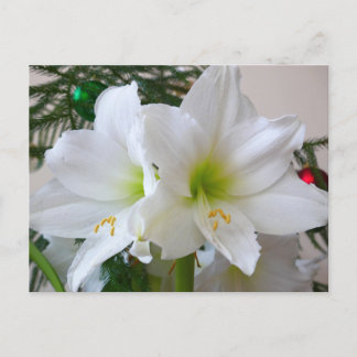 White Amaryllis and Christmas Tree Postcard