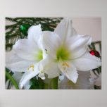 White Amaryllis and Christmas Tree Poster