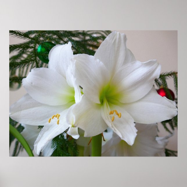 White Amaryllis and Christmas Tree Poster (Front)