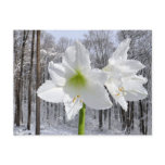 White Amaryllis and Snow I Postcard