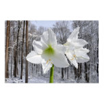 White Amaryllis and Snow I Poster