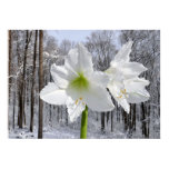 White Amaryllis and Snow I Poster