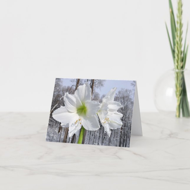White Amaryllis and Snow II Holiday Card (Front)