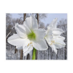 White Amaryllis and Snow II Postcard