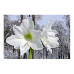 White Amaryllis and Snow II Poster