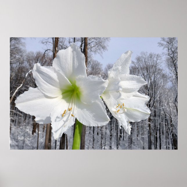 White Amaryllis and Snow II Poster (Front)