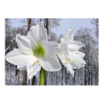 White Amaryllis and Snow II Poster