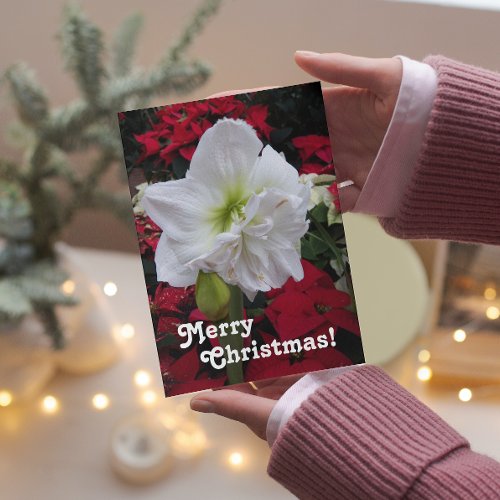 White Amaryllis Bloom Floral Christmas Card