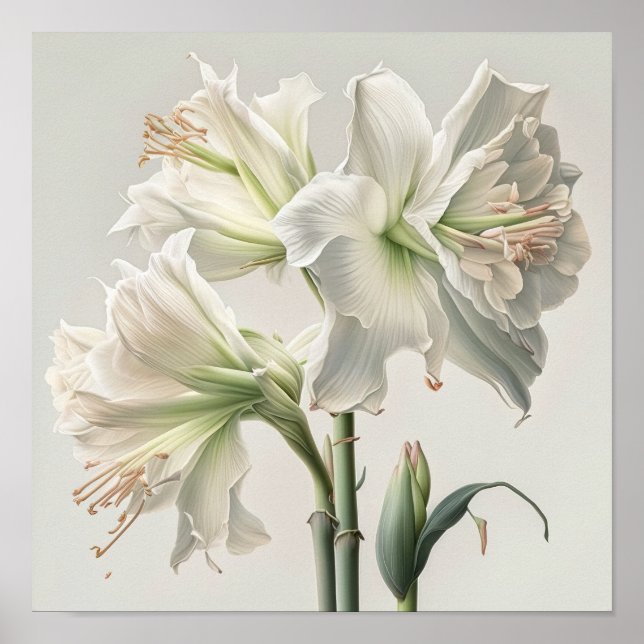 White Amaryllis Flower Art Print Poster (Front)