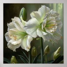 White Amaryllis Flower Art Print Poster