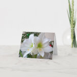 White Amaryllis Holiday Winter Floral