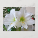 White Amaryllis Holiday Winter Floral Postcard