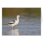 White American Avocet (Front Horizontal)