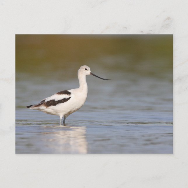 White American Avocet Postcard (Front)