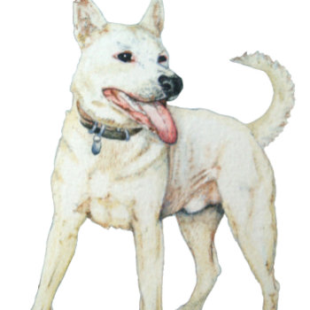 White American Bulldog Panting Dog T-shirt by artoriginals at Zazzle