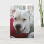 White American Bulldog Photo Card