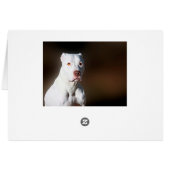 White American Pitbull Terrier Rescue Dog (Back Horizontal)