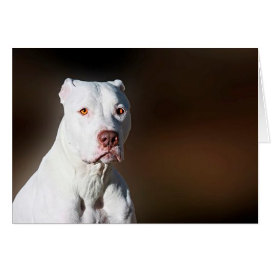 White American Pitbull Terrier Rescue Dog (Front Horizontal)